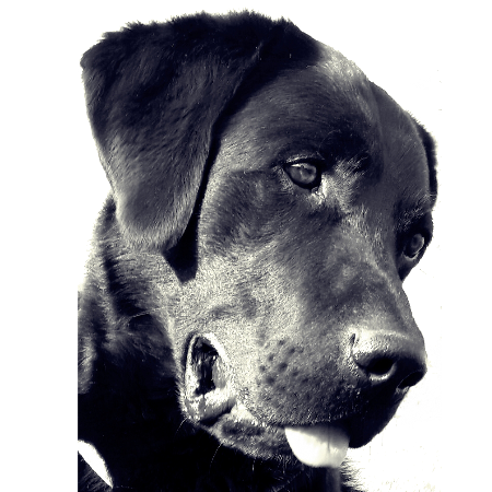 Labrador Wurm